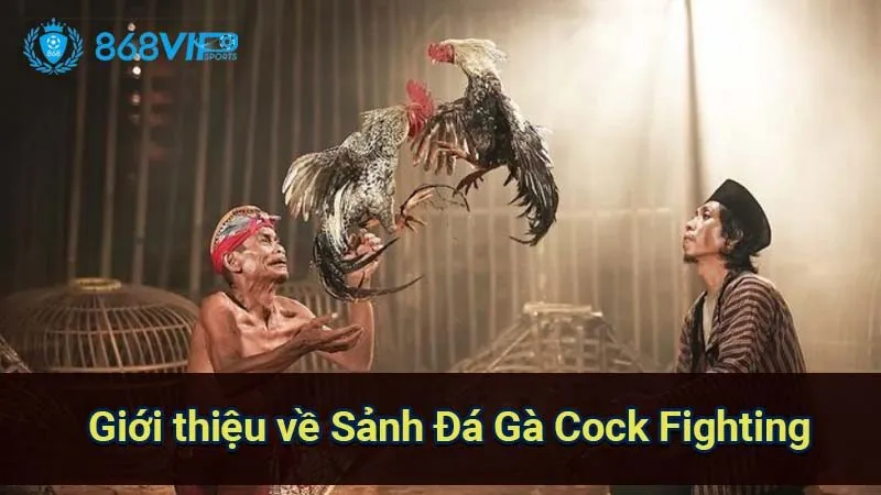 Sảnh Đá Gà Cock Fighting - Thế Giới Của Những Cuộc Chiến 2 gioi-thieu-ve-sanh-da-ga-cock-fighting