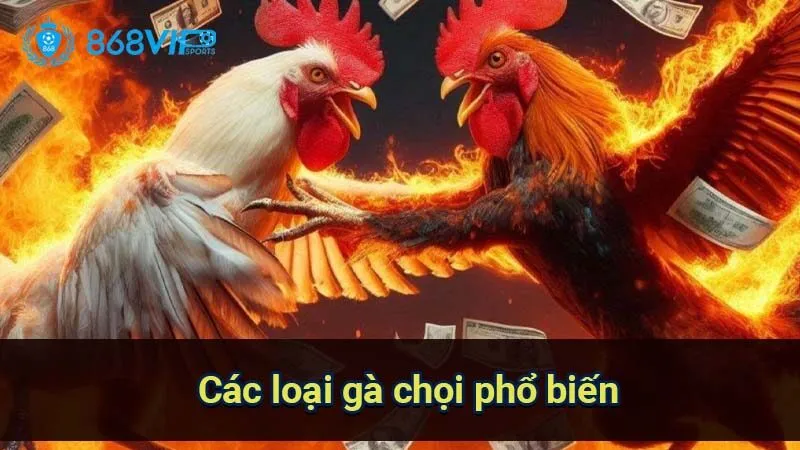 Sảnh Đá Gà Cock Fighting - Thế Giới Của Những Cuộc Chiến 4 cac-loai-ga-choi-pho-bien