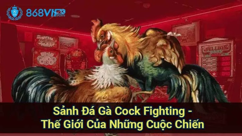 Sảnh Đá Gà Cock Fighting - Thế Giới Của Những Cuộc Chiến 3 sanh-da-ga-cock-fighting